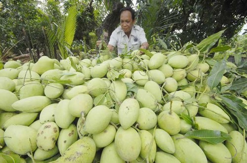 Dong Thap promotes fruit exports  - ảnh 2